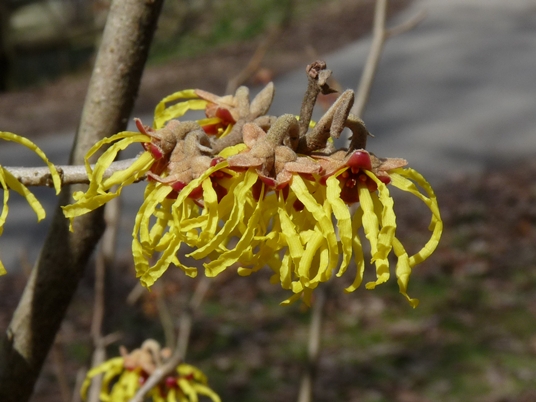 {Hamamelis vernalis}